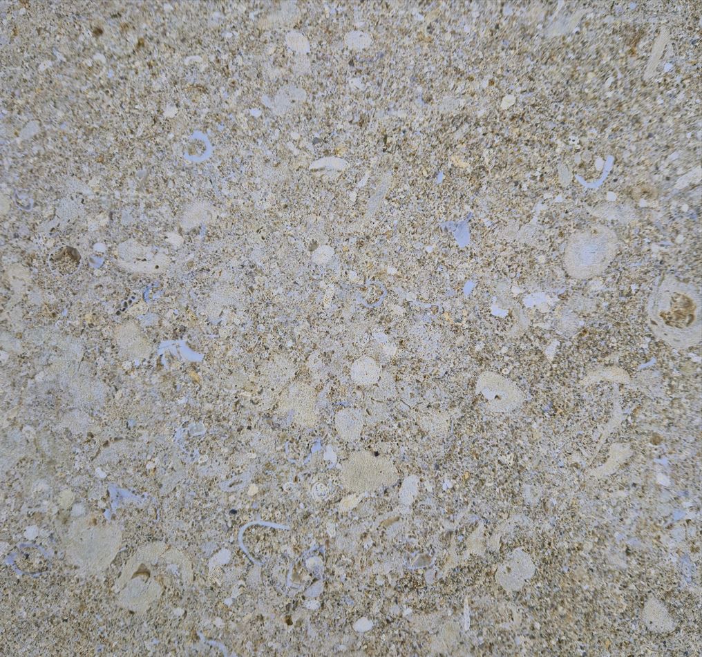 Face coquillée en contresens - Coloris jaune.JPG